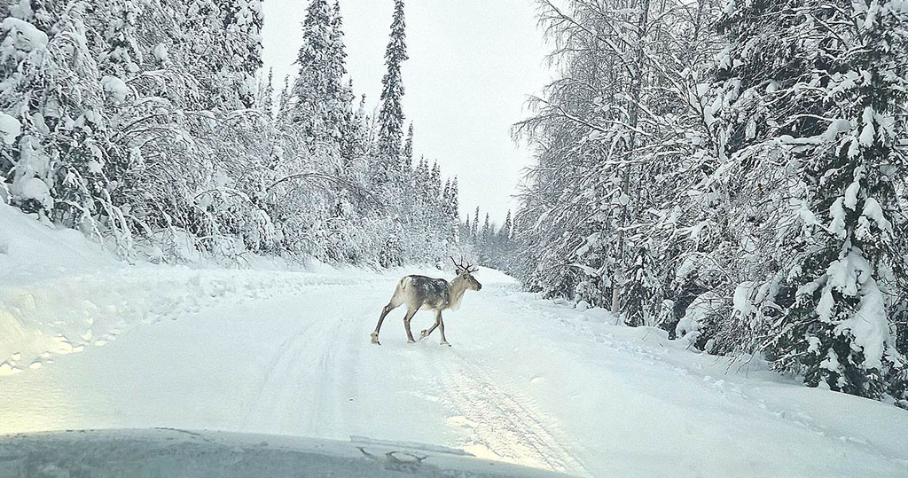 This how the Arctic Lapland Rally reece looks like - with some friendly competitors